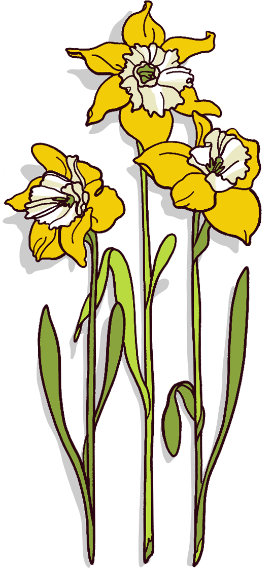 This Was Enough To Prompt Further Study, And In 1958, - Iris (536x1121), Png Download