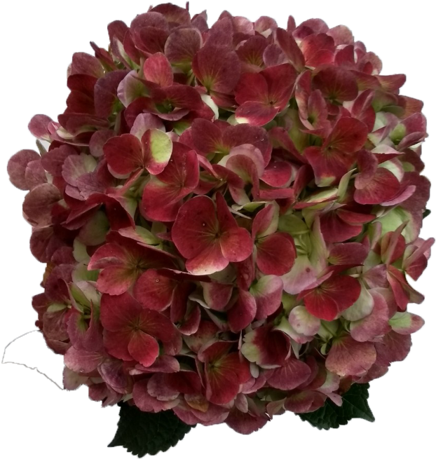 Hydrangea Red Antique - Artificial Flower (700x700), Png Download