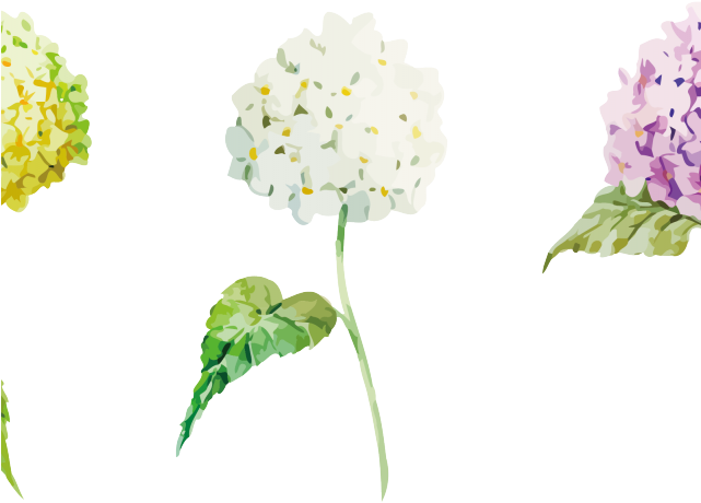 Hydrangea Clipart Plant Png - Lantana Camara (640x480), Png Download