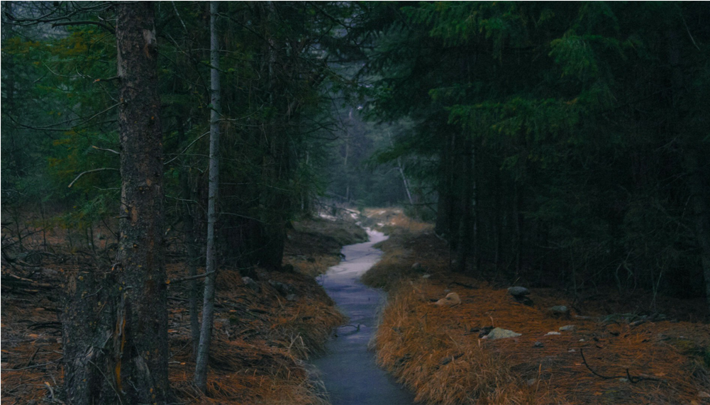 Score 50% - Spruce-fir Forest (1000x1000), Png Download