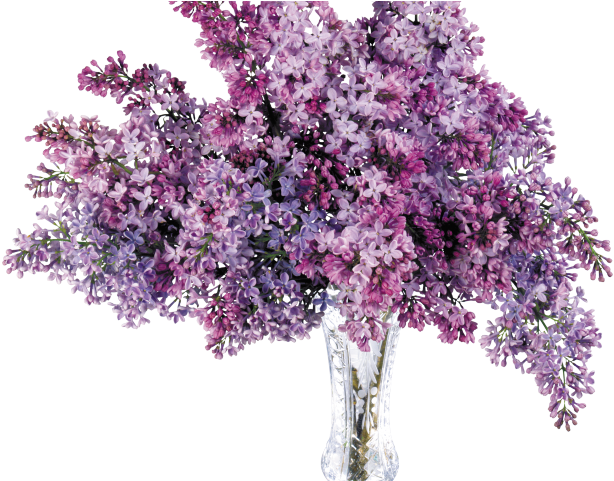 Hydrangea Clipart Plant Png - Flower Vase Transparency Png (640x480), Png Download