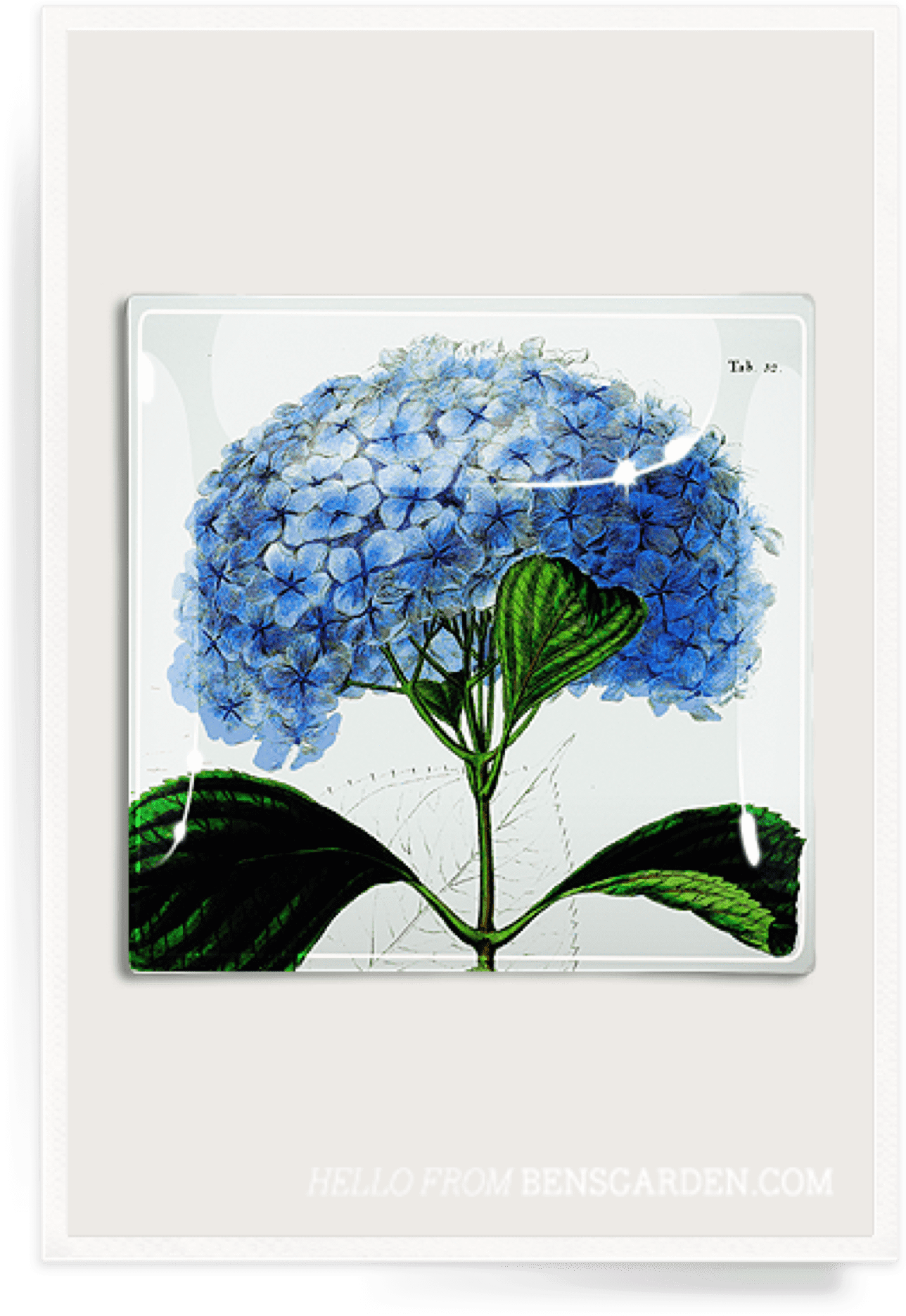 Blue Hydrangea Decoupage Glass Tray - Hydrangea (1345x1920), Png Download