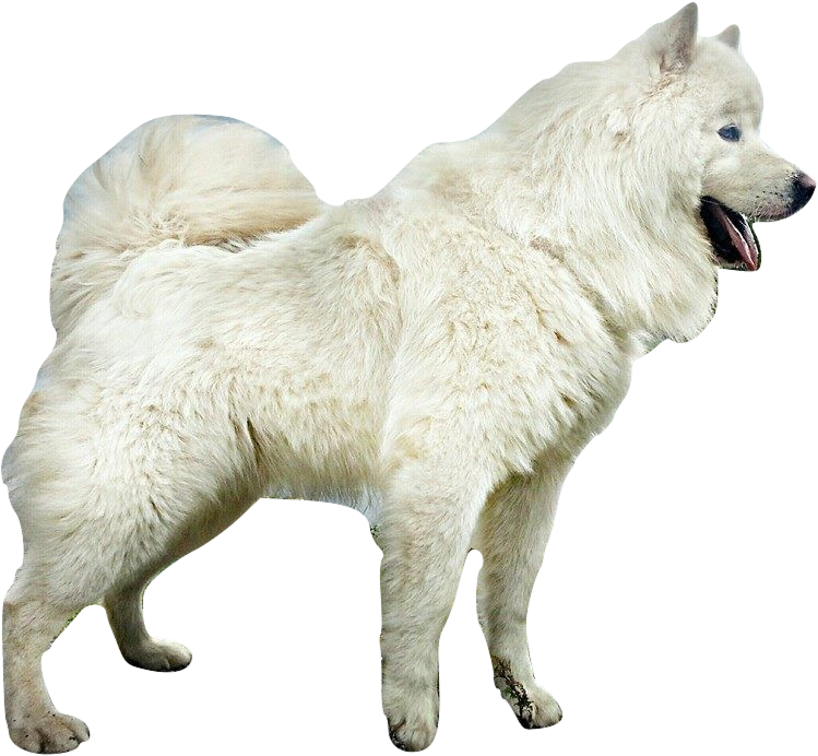 Puppies, Samoyed, Png V - American Eskimo Dog (821x714), Png Download