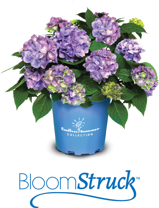 Bloomstruck Endless Summer Are Known To Bloom - Bouquet (640x720), Png Download