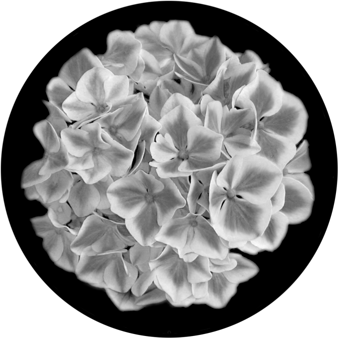 Hydrangea - Artificial Flower (800x800), Png Download