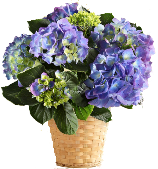 Go To Image - Hydrangea Bouquet Transparent (600x556), Png Download