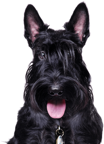 565 X 585 1 - Scottish Terrier (565x585), Png Download