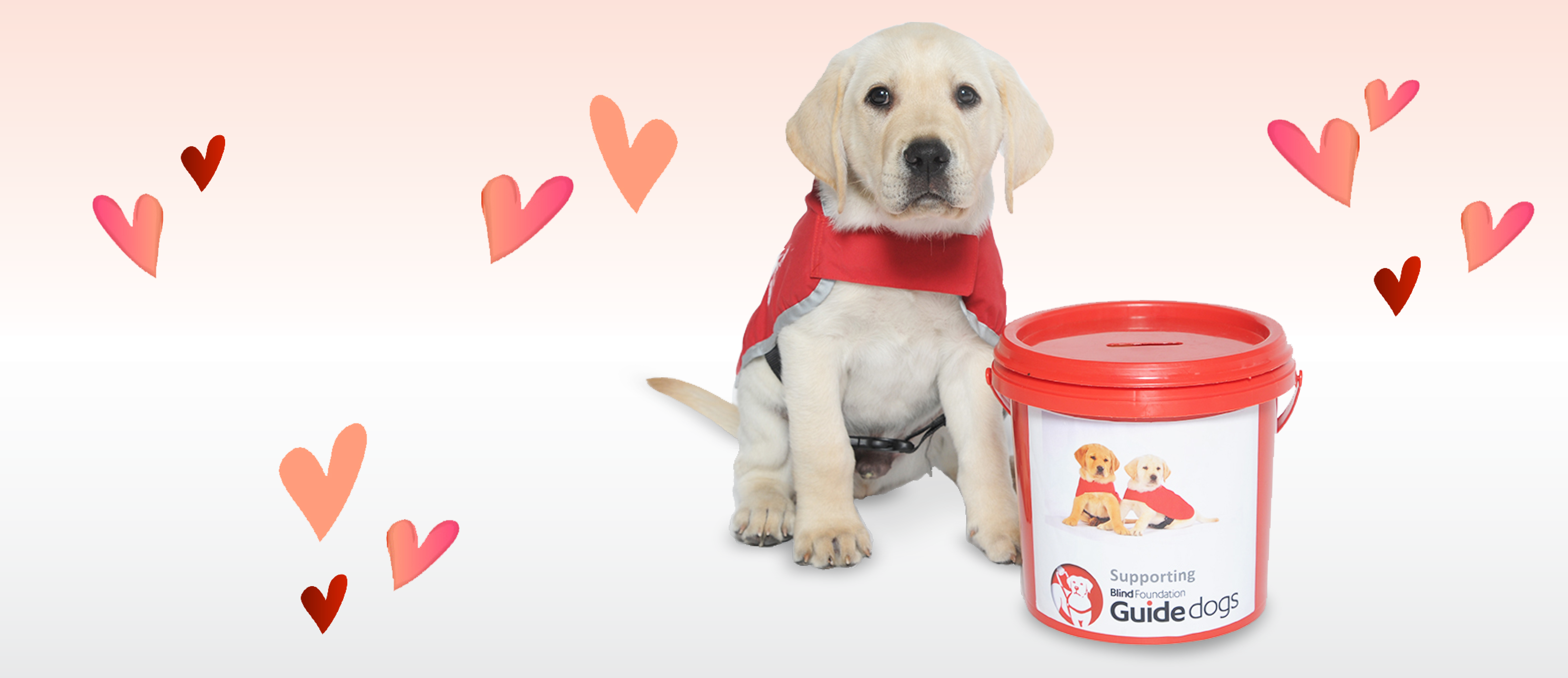 Red Puppy Appeal - Labrador Retriever (4625x2000), Png Download