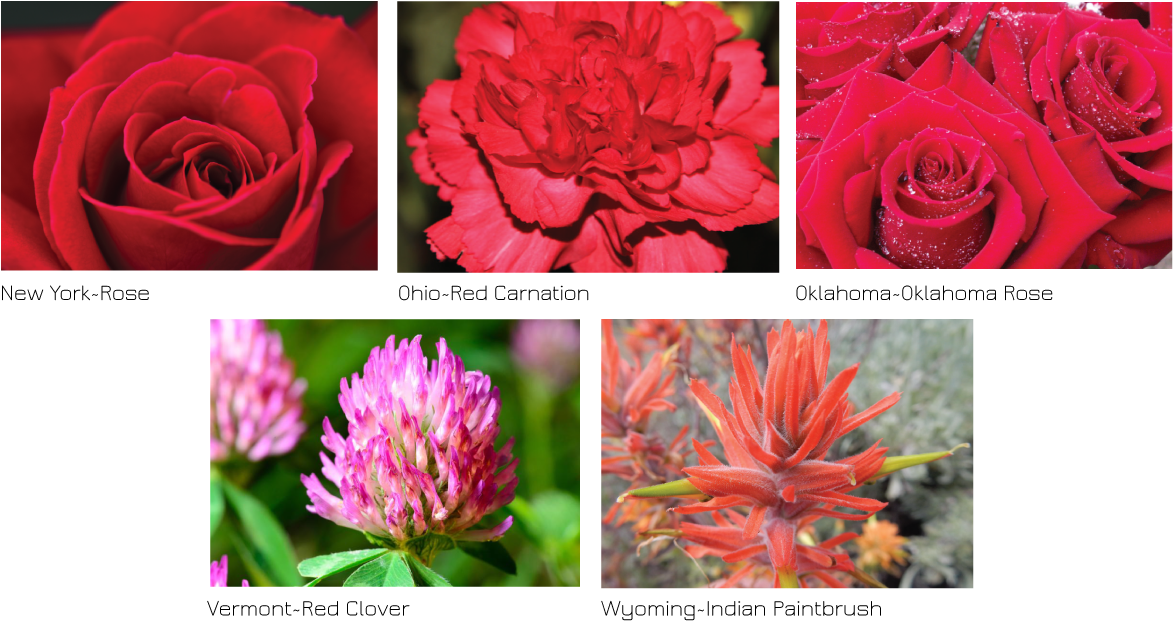 One Of The Bluest States Has A Red Flower - Hybrid Tea Rose (1200x636), Png Download