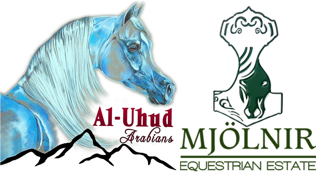 About Us - Horse (1100x661), Png Download