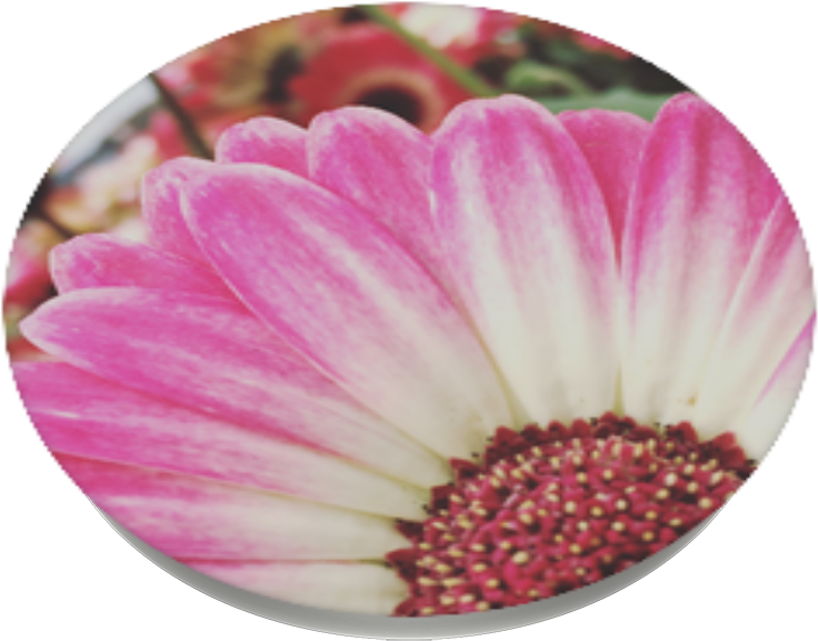 Spring Flowers, Popsockets - African Daisy (989x1000), Png Download