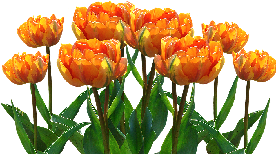 Spring, Tulips, Easter, Nature, Spring Flower, Flowers - Profilbilder Kostenlos Whatsapp Frühling (960x595), Png Download