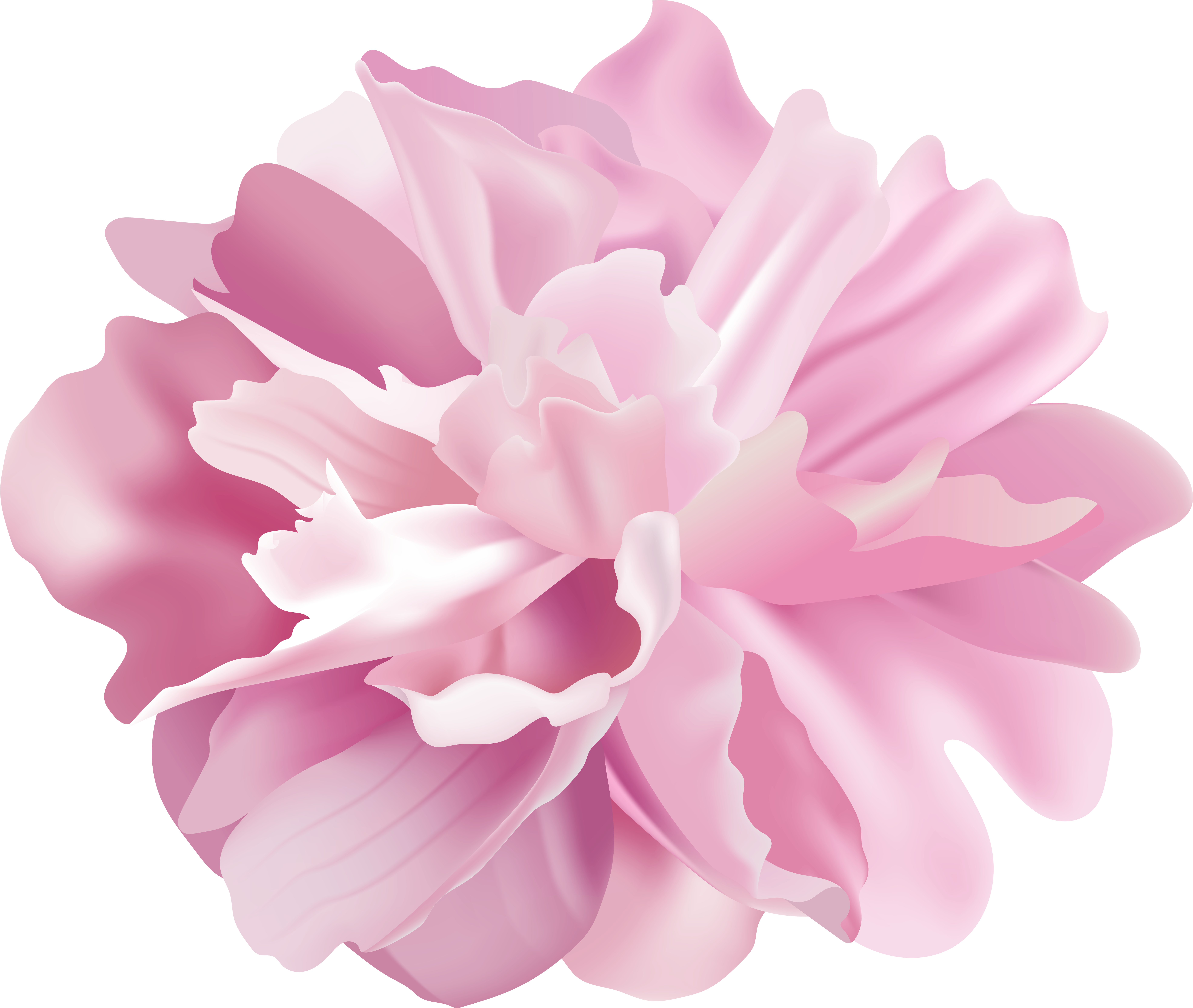 Peony Flower Transparent Image (8000x6780), Png Download