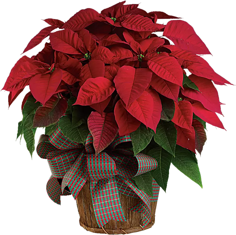 Classic Poinsettia (800x1000), Png Download