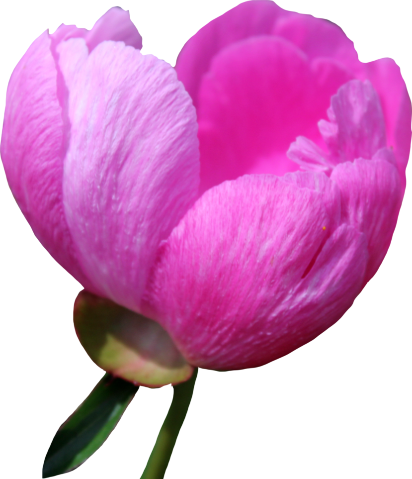 Peony Png Free Download - Tulip (829x963), Png Download
