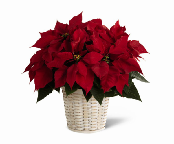 Classic Poinsettia - Poinsettia In A Pot (600x673), Png Download