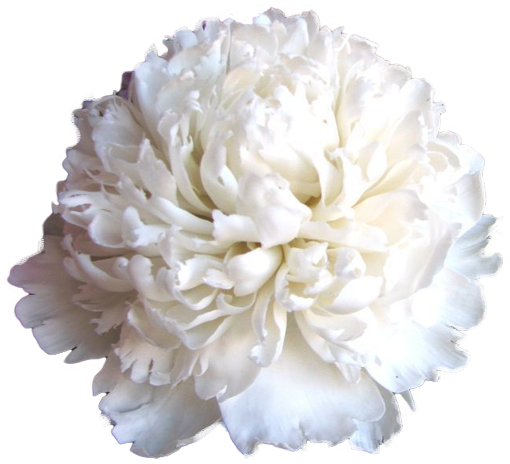 Carnation (1500x1000), Png Download