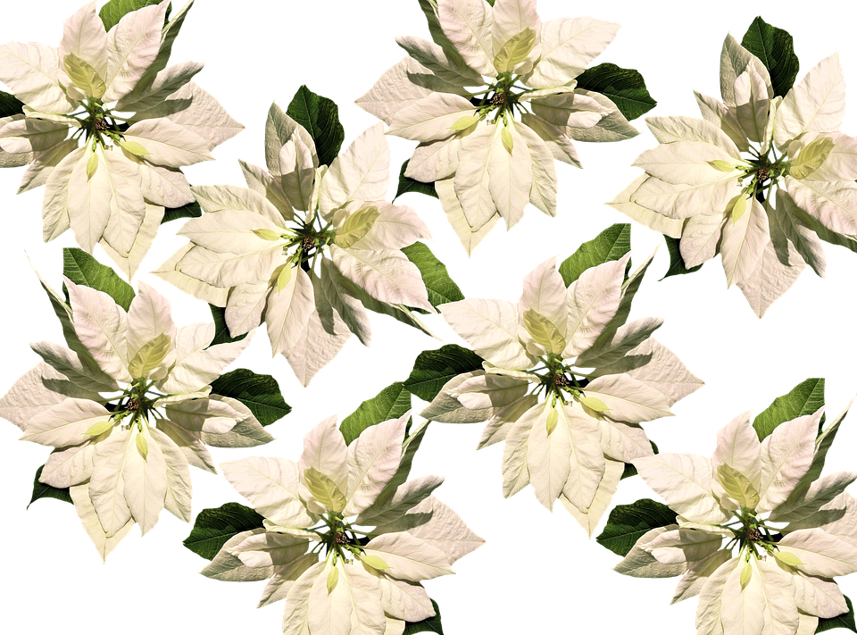 Christmas, Christmas Star, Poinsettia, Advent - Christmas Poinsettias On Transparent Background (960x711), Png Download