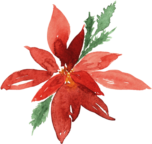 Poinsettia (557x570), Png Download