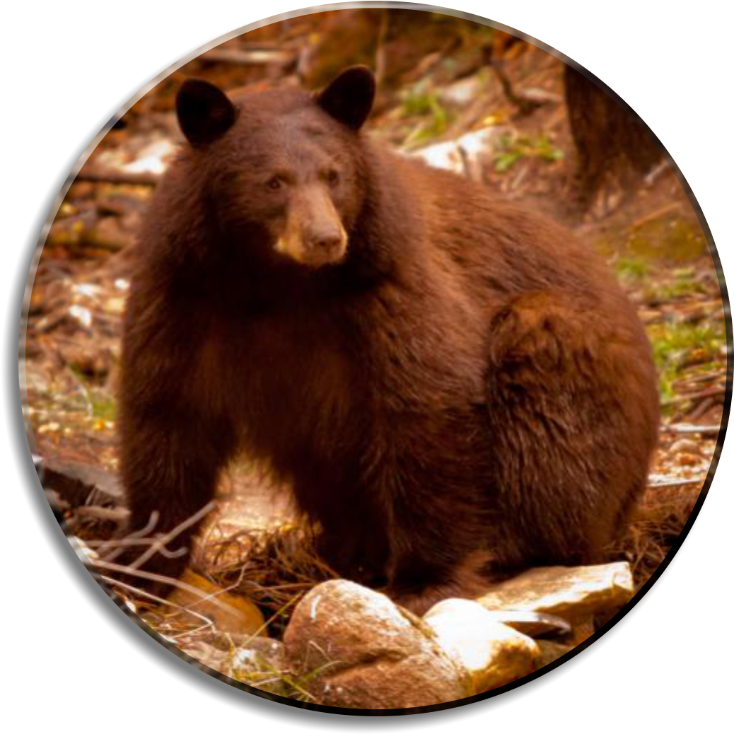 Brown Bear Colorado (1064x1064), Png Download