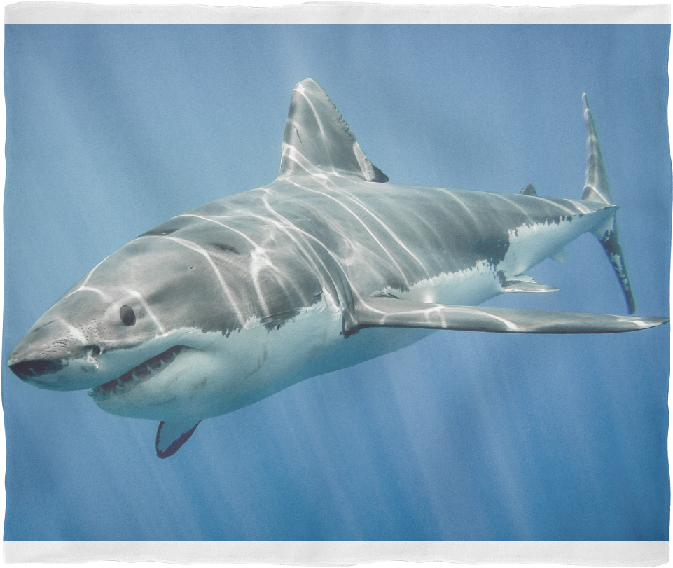 Download Check Out This Great White Shark - Water Animals Shark PNG Image  with No Background 