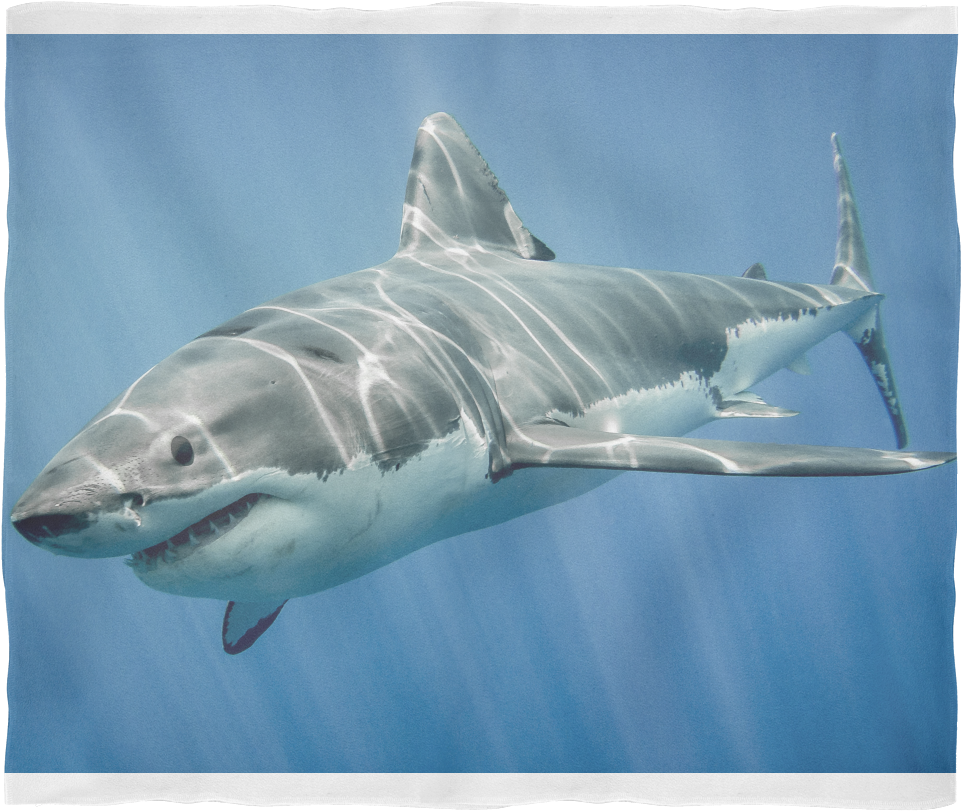 Download Check Out This Great White Shark - Water Animals Shark PNG Image with No Background Download Check Out This Great White Shark - Water Animals Shark PNG Image with No Background