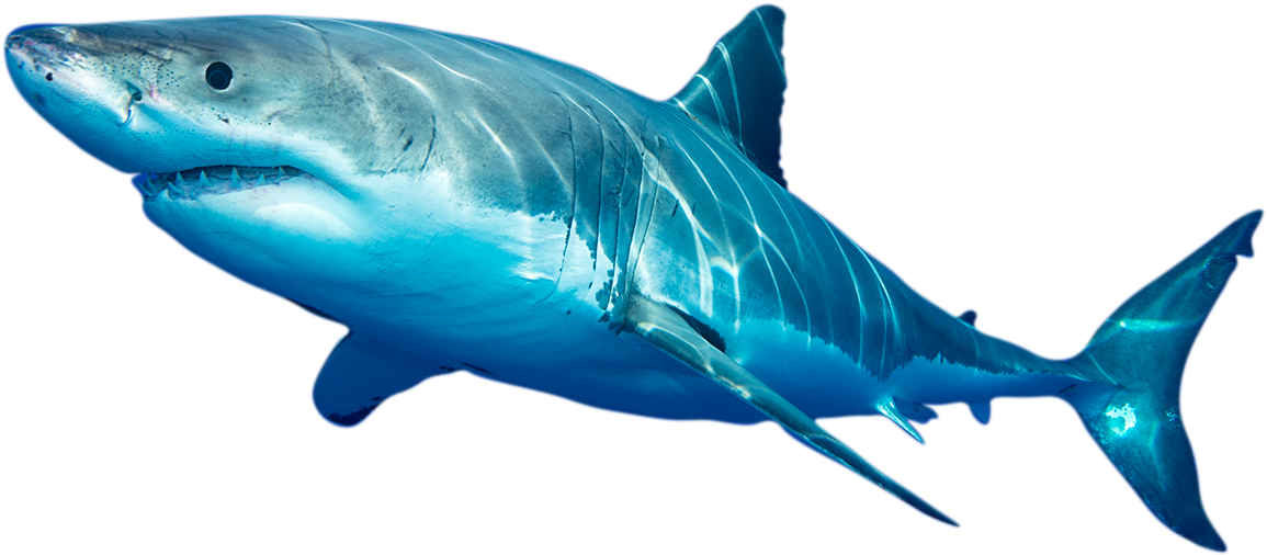 Photo Of White Shark Photo Of White Shark - Swordfish (1200x521), Png Download