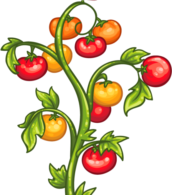 Tomato Plants Clipart (880x660), Png Download