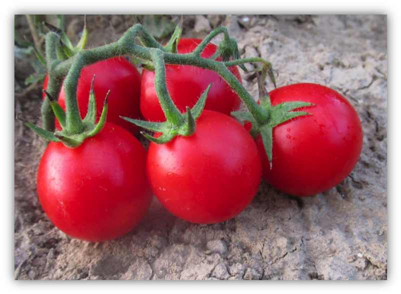 Crx 76038 F1 - Plum Tomato (810x595), Png Download