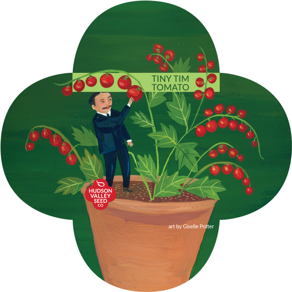 Tiny Tim Tomato Quatrefoil - Flowerpot (800x600), Png Download
