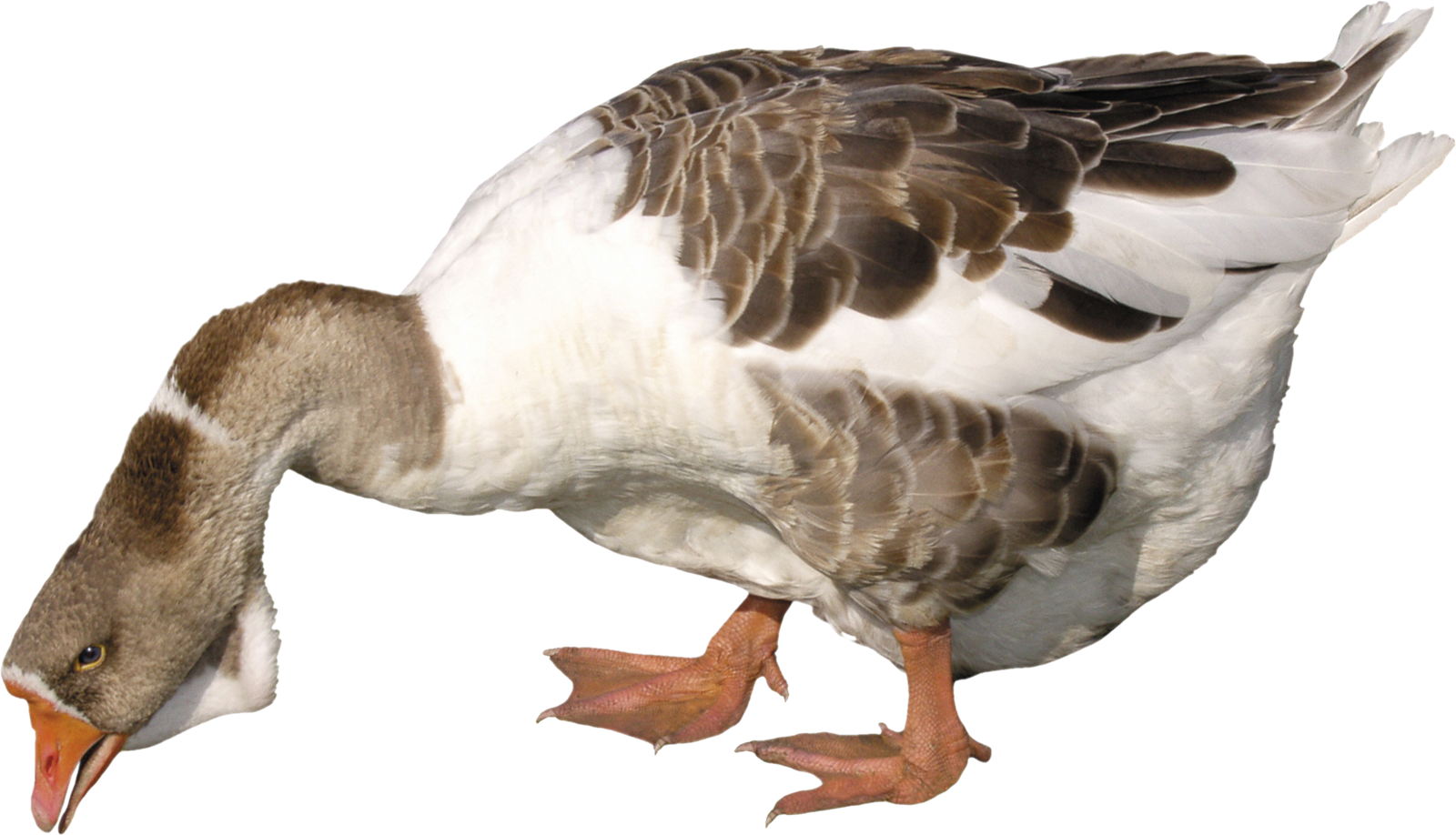 Goose Png (1600x918), Png Download