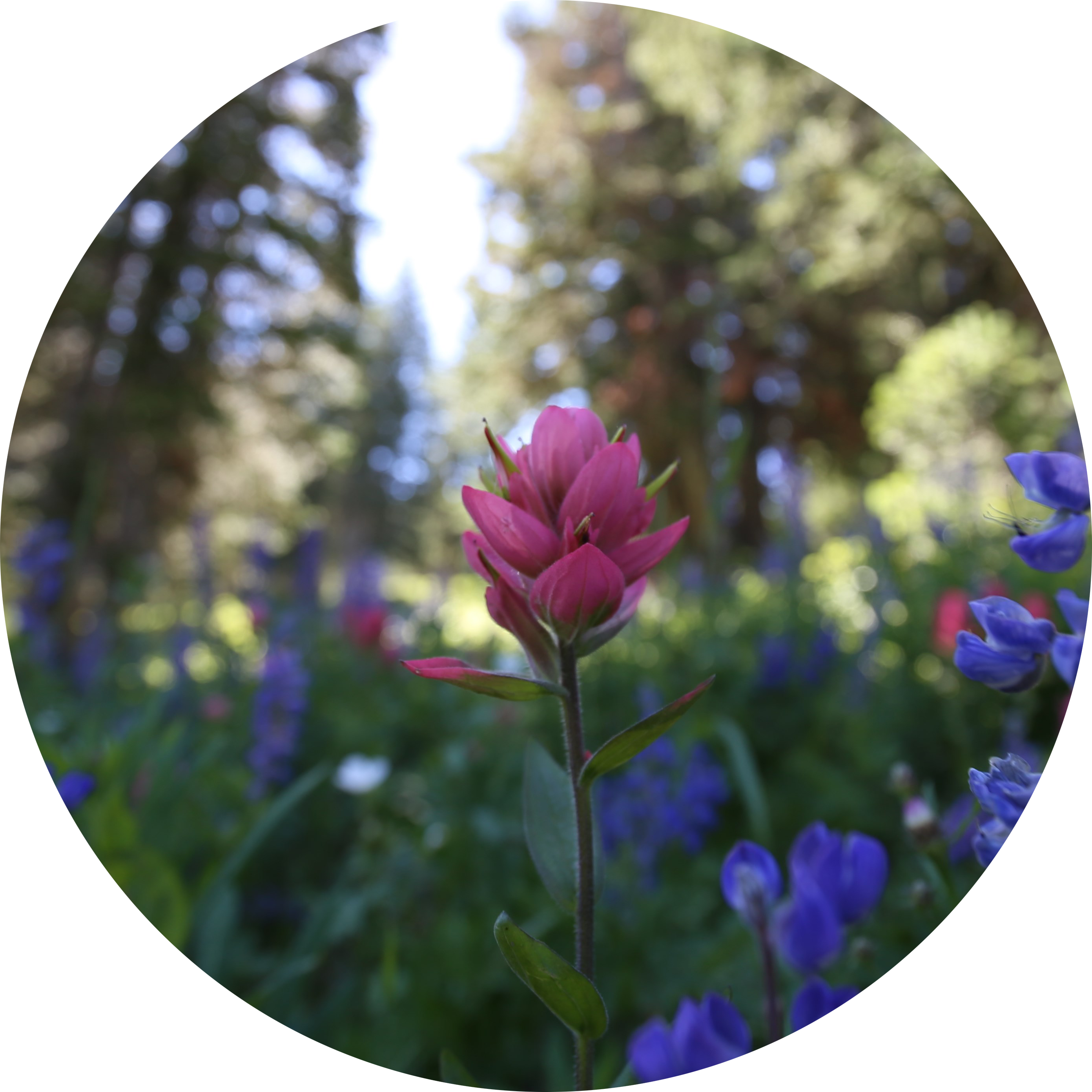 Our Annual Conference Brings Together Everyone In Utah - Verbena (2783x2783), Png Download