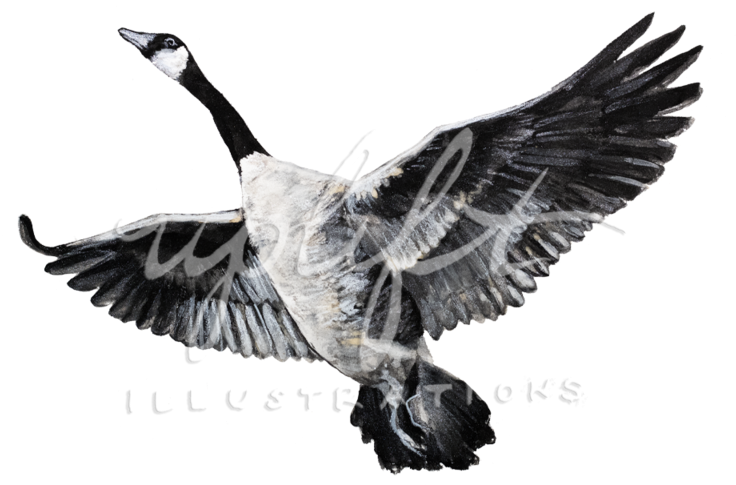 Goose - Canada Goose (1000x850), Png Download