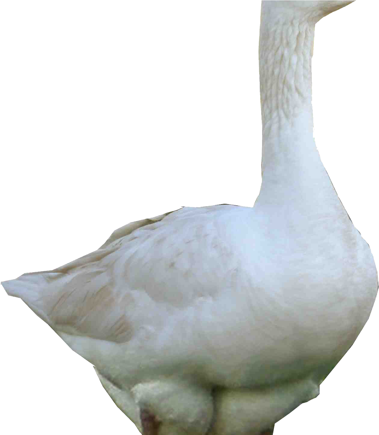 3d White Goose Png Image Hd Wallpapers Download For - Duck Png (1464x1440), Png Download