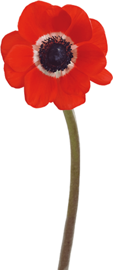 Poppy (1100x1100), Png Download