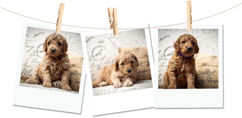 Poloriod-dogs (1000x714), Png Download