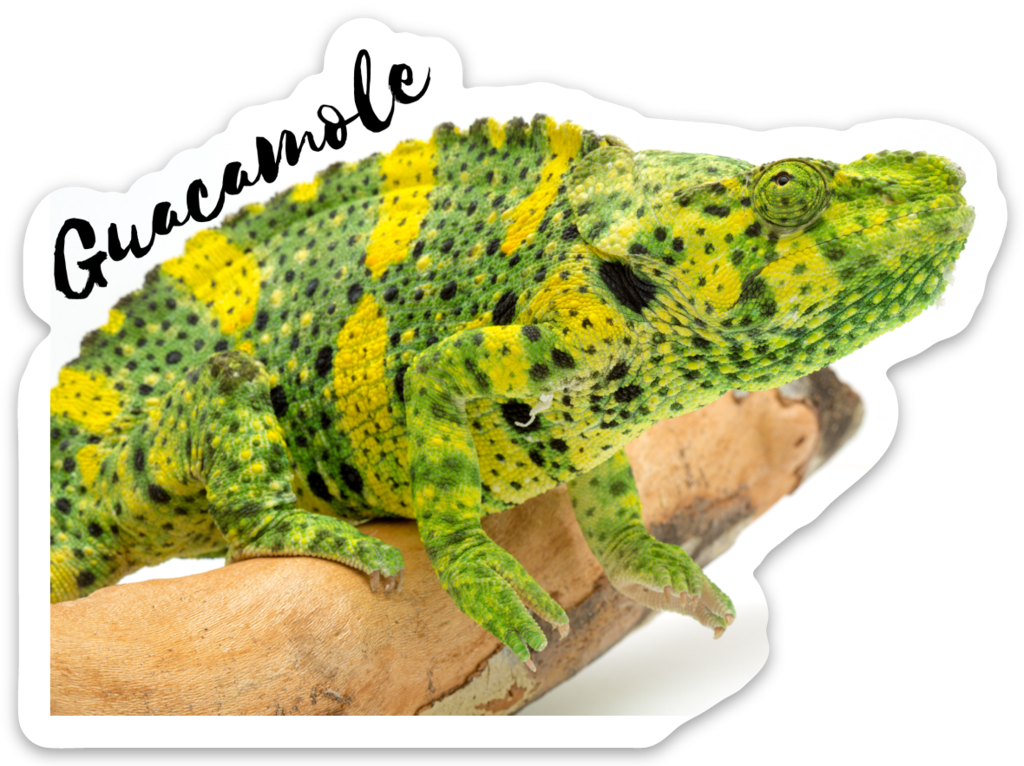 Meller's Chameleon (1024x766), Png Download