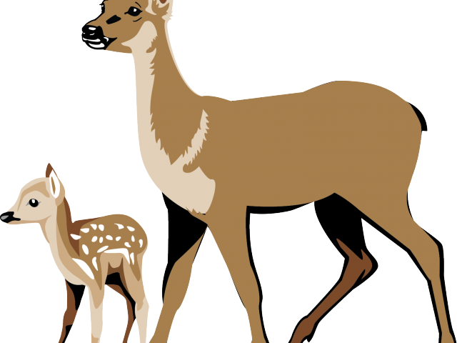 Hunting Clipart 8 Point Buck - White Tailed Deer Clipart (640x480), Png Download