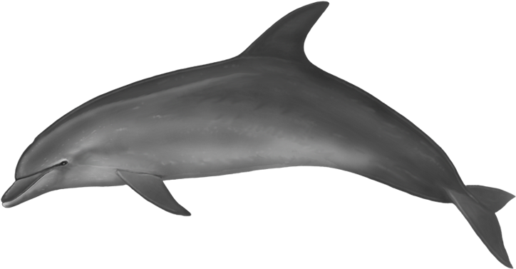 Spinner Dolphin Clipart Transparent Background - Dolphin Body (800x400), Png Download
