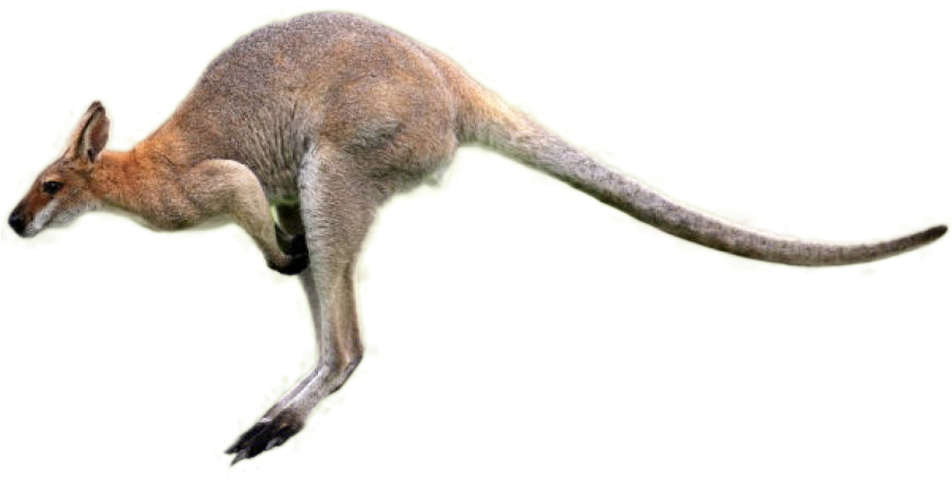 Kangaroo Png Image - Kangaroo Png (873x563), Png Download