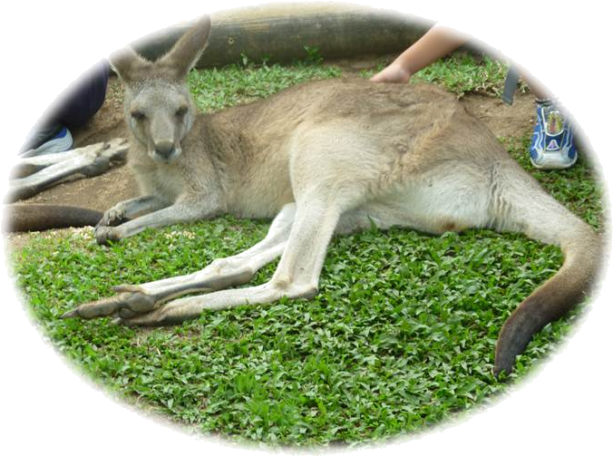 Kangaroo (691x519), Png Download
