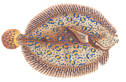 Fish, Animal, Water, Isolated, Exotic, Sea Animal - Fish (720x720), Png Download