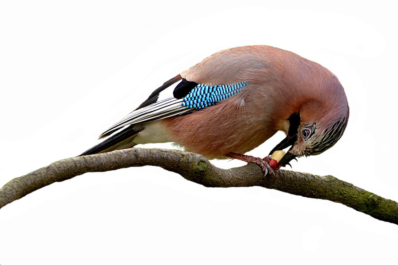 Bird,animal - Booby (1280x853), Png Download