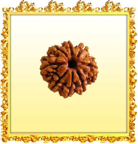 Buy 8 Mukhi Rudraksha Online - Shankh (564x586), Png Download