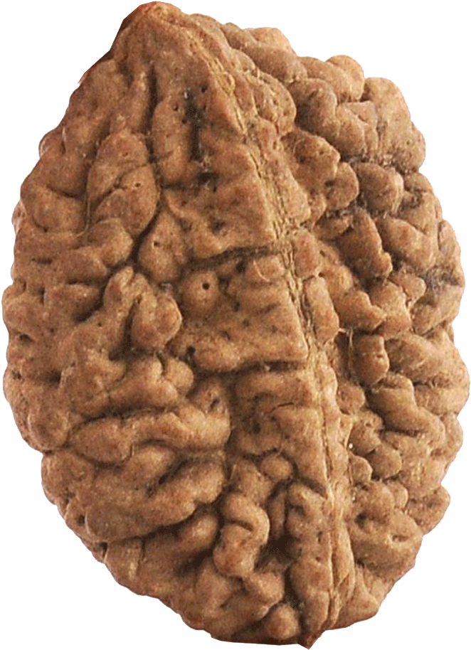 F - 2 Mukhi Rudraksha Original (1000x1000), Png Download