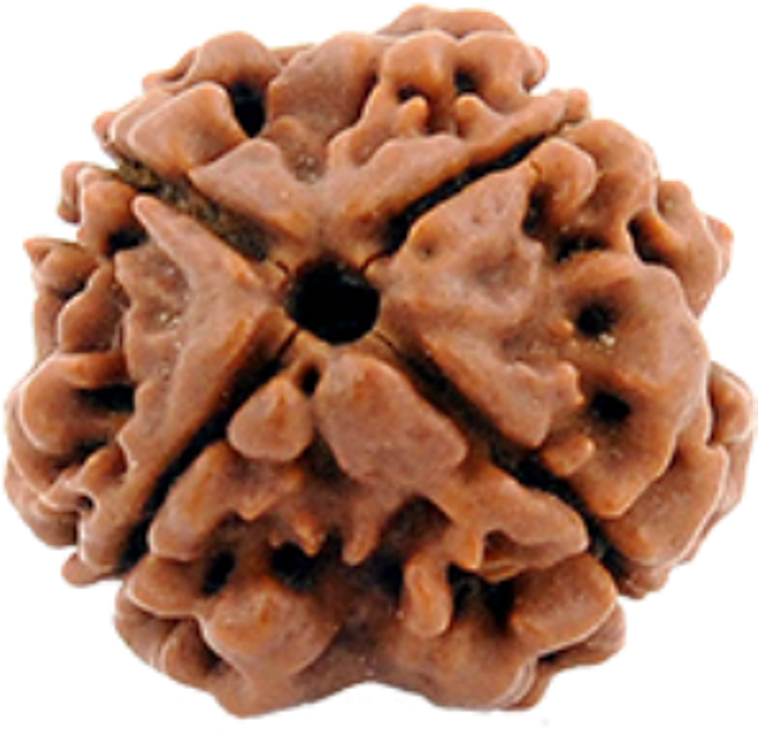 4 Mukhi Rudraksh - Chocolate (768x768), Png Download