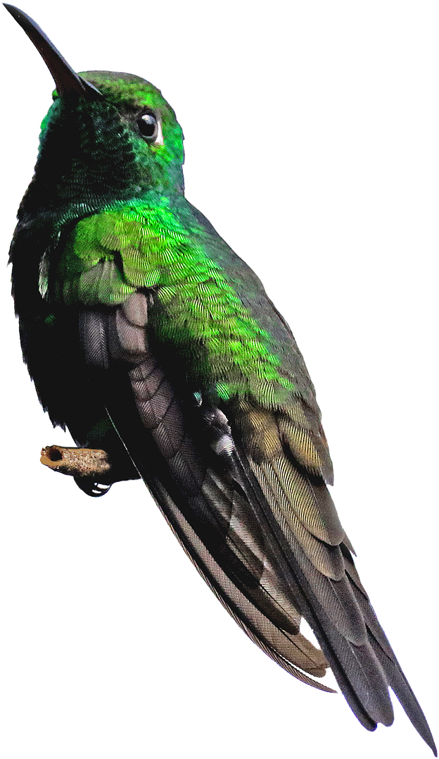 Hummingbird Png - Piciformes (1132x1280), Png Download