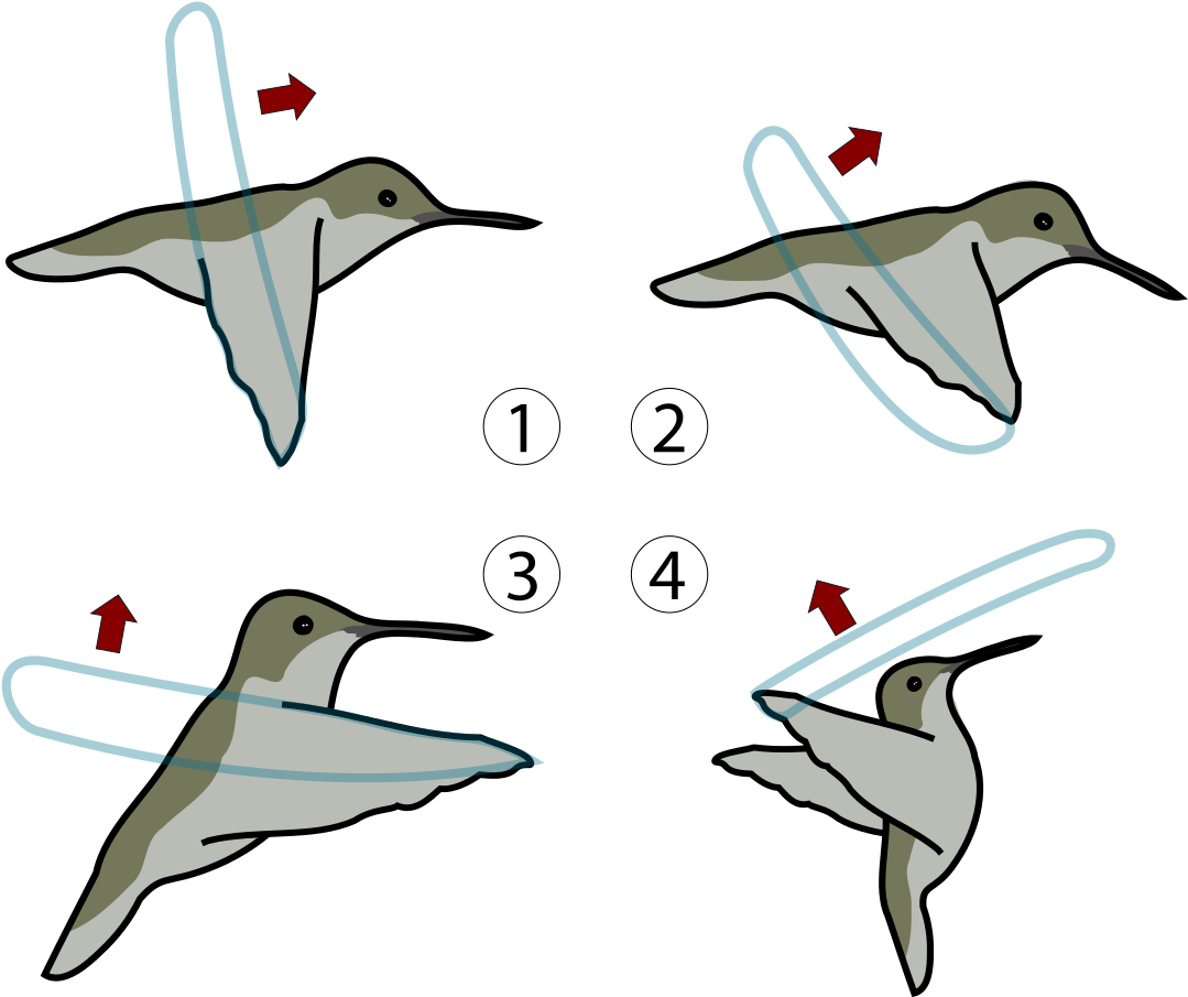 Летает схема. Перелёт птиц картинки. Колибри летает вперед вбок схема. Схема движения крыльев Колибри. Миграция Колибри на карте иллюстрации для детей.