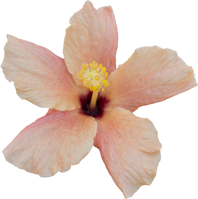 1024 X 731 5 - Free To Use Flower Png (1024x731), Png Download