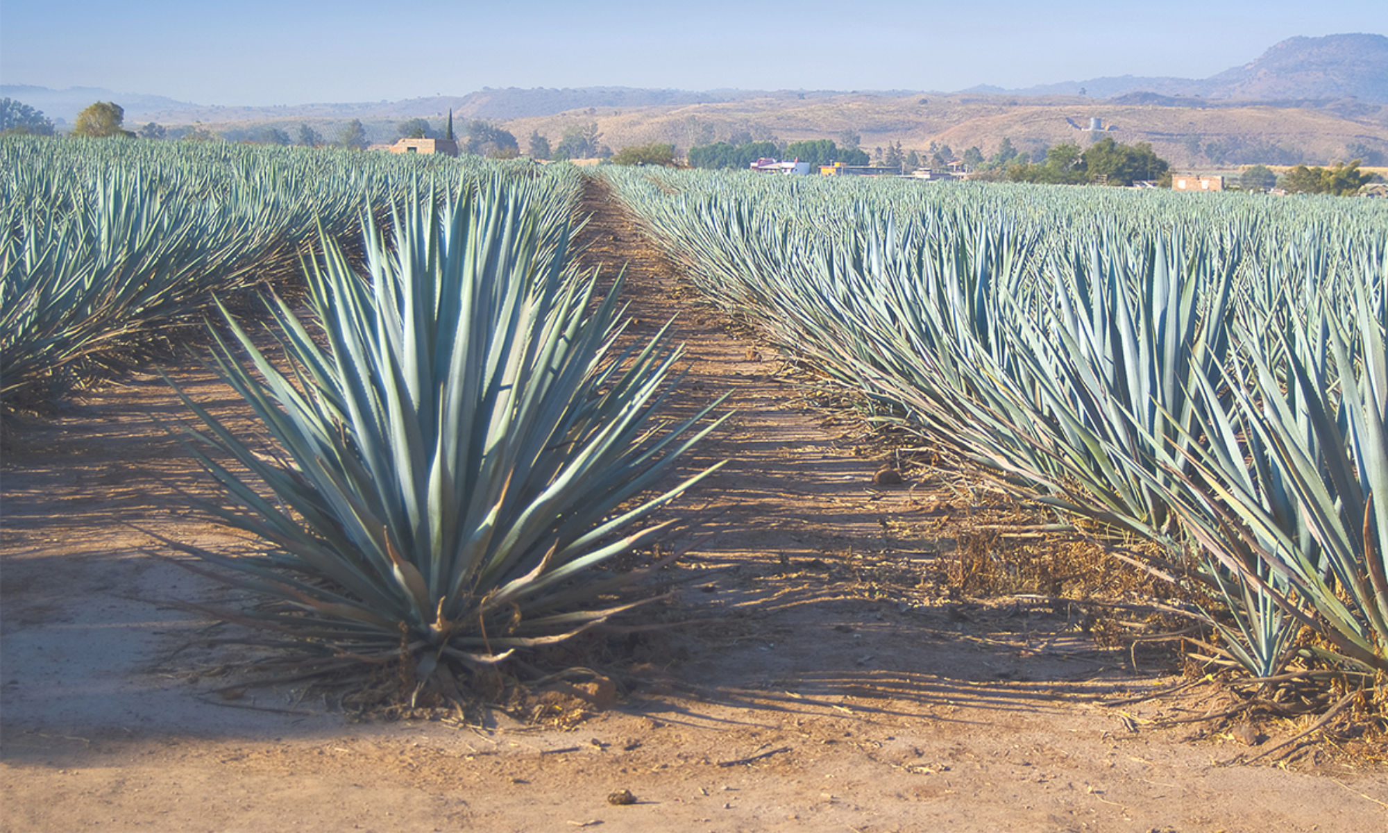 Agaves For Sugars And Fibres - Sembrados De Maguey En Jalisco (2000x1200), Png Download